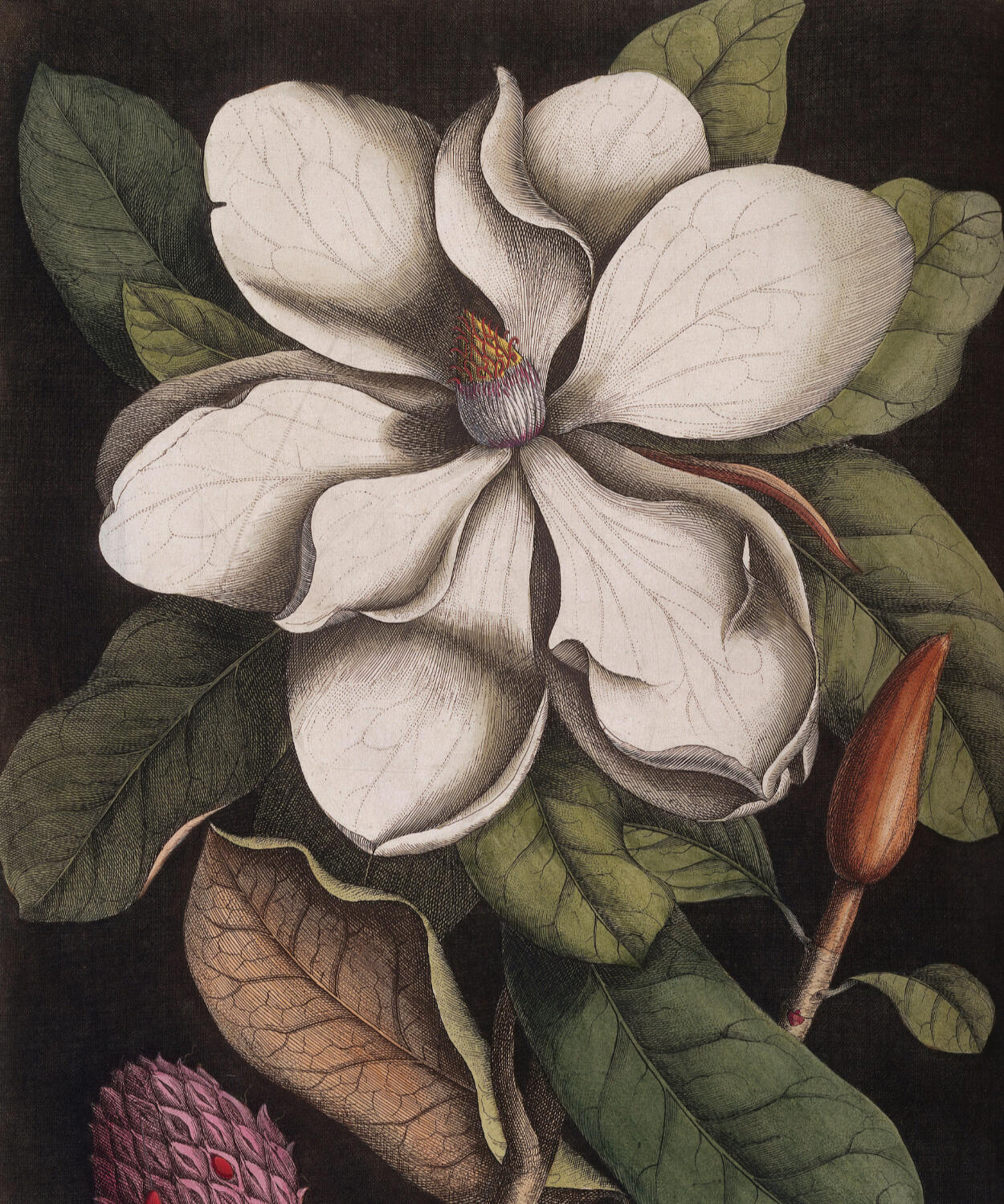 Botanical